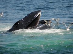 Whale feeding at surface. (Ken Bracewell, D2014-07-0383)