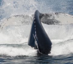 Humpback whale fluke (Ken Bracewell, D2014-07-0385)
