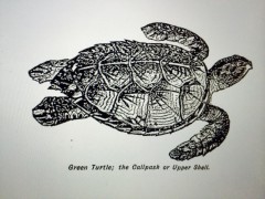 Foy Green Turtle